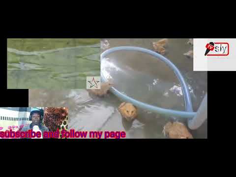 Chinese and frogs 🐸 be like bob Marley and weed 😅😅😅...🥰