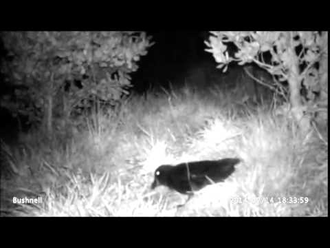 Grey-faced petrel returns to Cape Sanctuary