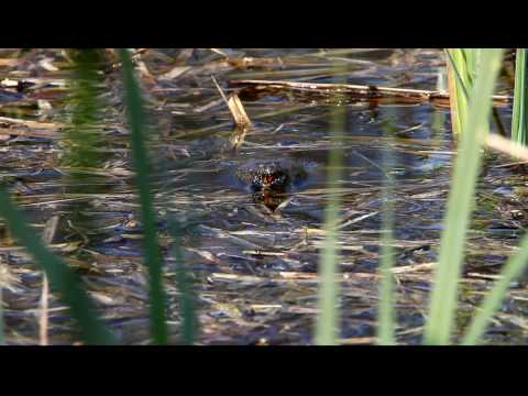 Rufende Rotbauchunke (Bombina bombina)
