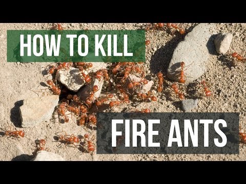 How to Kill Fire Ants