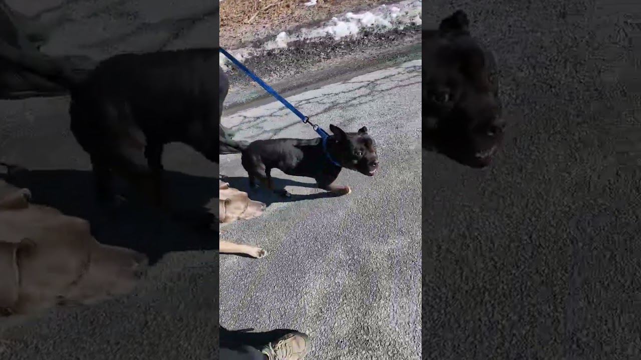 Bugsy, a ADOPTABLE mixed breed in Maybrook, NY video 6/6