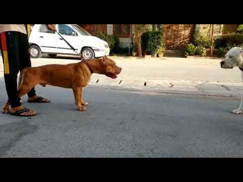 Pitbull Vs dogo Argentino and Pitbull Vs rottweiler 💥