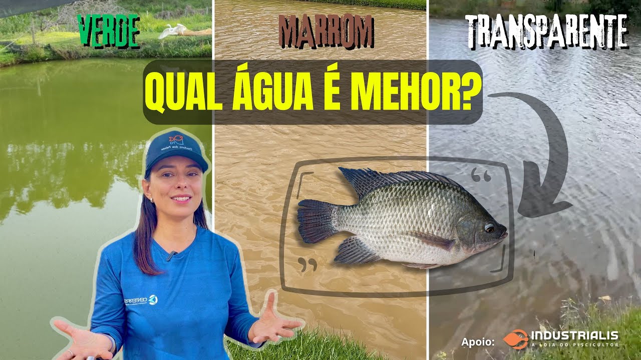 Água Verde, Marrom ou Transparente? O Que isso diz sobre sua piscicultura!