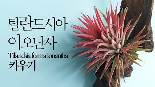틸란드시아 이오난사 키우기 Tillandsia forma Ionantha. succulents/多肉植物/たに…