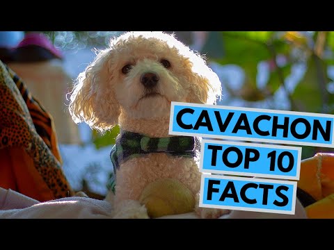 Cavachon - TOP 10 Interesting Facts
