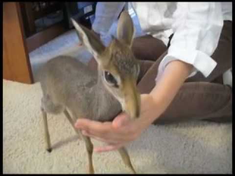 dik dik