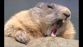 Komnen Cerovic - Confirmation (Aebersold)