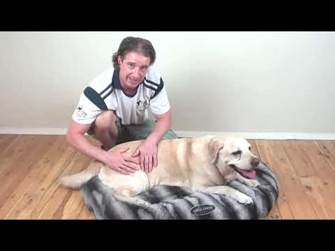 YouTube video about: How to strengthen dogs back legs?