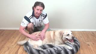3 Simple Massage Techniques For Senior Dogs & Dogs With Arthritis