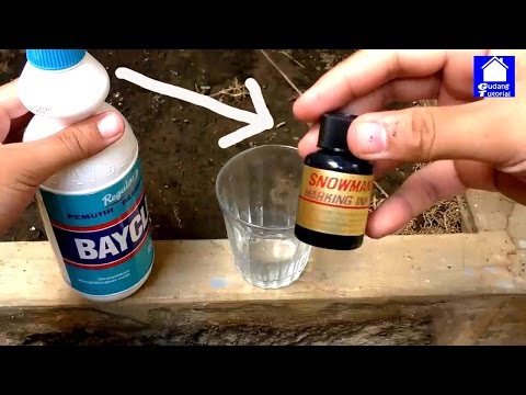 Menurunkan berat badan dan kering Kopi hijau dari forum penurunan berat badan