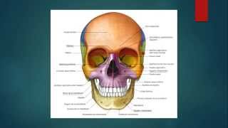 preview picture of video '1. Configuración externa del cráneo.'