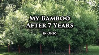 My Bamboo Grove After 7 Years | 2022 Annual Update