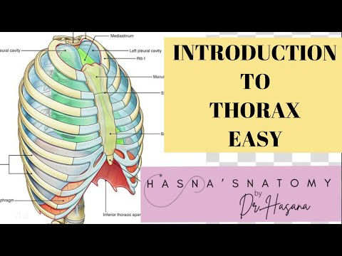 Introduction to Thorax | Sternum, Ribs, Vertebra | Definition | Shape of thorax