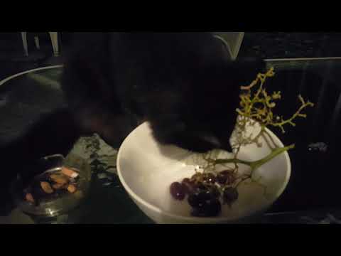 Romeo eating my's Grapes