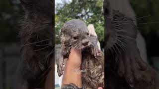 Lontrinha Fofa Aprendeu a Nadar 😍❤️