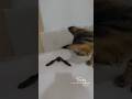 My Cat Bitten By Bat Cat Batman Song Sad Song Crying Death Shorts Bitcoin Trending