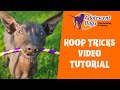 Hoop Trick Tutorial - Teach your dog fun tricks with a hoop!