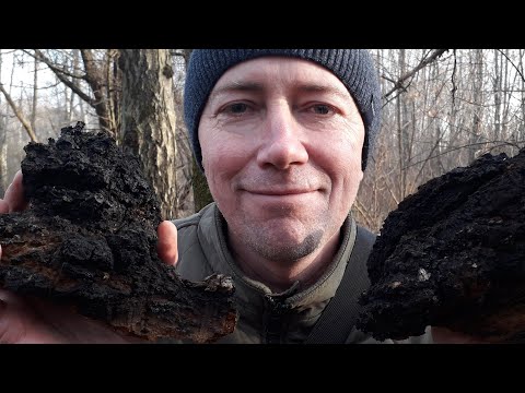 Гриб ЧАГА - 300 грамм, в виде порошка. - фото 2 - id-p2282095875