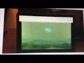 Abby S Flying Fairy School Fish Finding Dory
