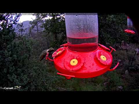 Male Lucifer Hummingbird Visits In the Rain, 26 September 2015