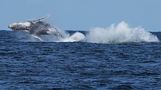 Islandia reanuda la caza comercial de ballenas con las primeras capturas