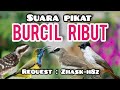 Suara Pikat Burcil Ribut Kombinasi Trucuk Kutilang Sogon Pelatuk Beras