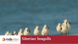 Chavakkad Beach - A Paradise for Migratory Birds 