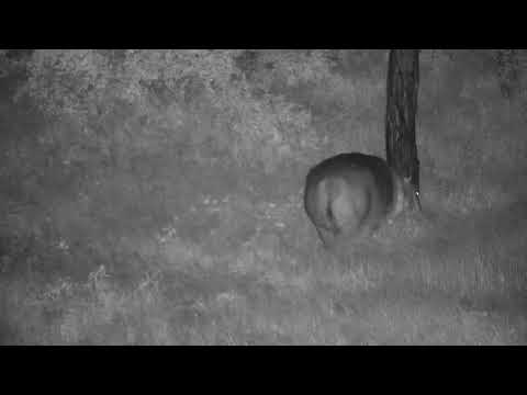 Djuma: Hippo out of the water - 20:23 - 01/25/21