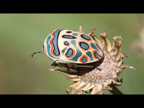 Have You Seen an Insect More Beautiful Than This?