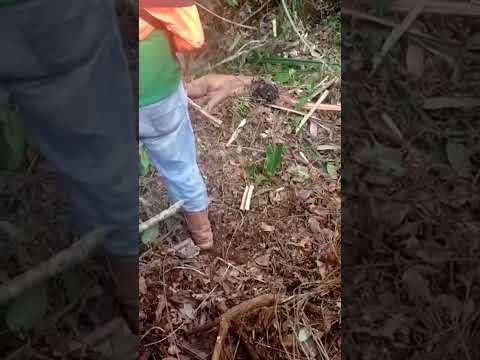 dimakan harimau 🥺😭😭