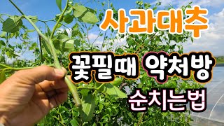 사과대추 알 크게 키우려면 순치기 지금해야