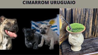 cimarrom uruguaio