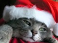 Navidad sin Ti - Los Bukis ( Cover) Pete Garcia ...