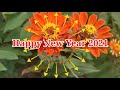 Wish you Happy New year 2021 wishes, status video, whatsapp flower message