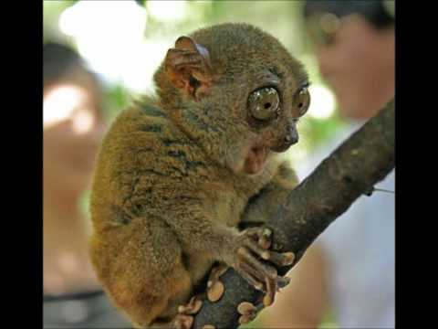 Dub Motion - Origin (Decimal Bass Remix)