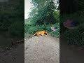 Bagh Aj Kya Karega Pata Nahi Shorts Tiger Srikanta8456