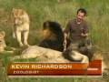 Lion Man