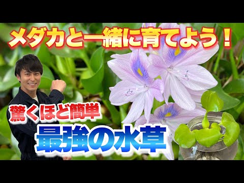 園芸 ワイルドロケット、多年生ロケット、狭葉性双生性ロケット、イエローロケット