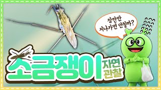 소금쟁이 자연관찰ㅣ여긴 내 구역이야!ㅣ곤충백과ㅣ곤충도감ㅣ곤충탐험ㅣnatural observation