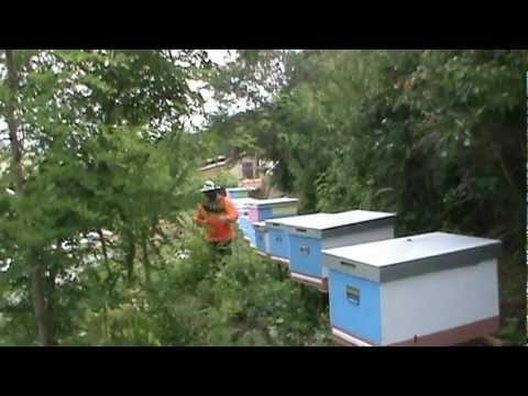 2/2 Nucleele de imperechere - "Scoala de Apicultura" - Volumul 3 va avea un astfel de continut