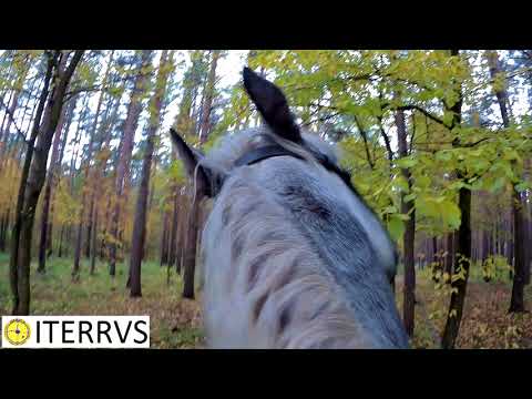 Dove acquistare il martello di Thor in Podolsk Dove acquistare un cavallo patogeno Tyumen