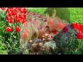 Анна Хазиева представляет "Тюльпаны" .Песню исполняет Ион Суручану. 