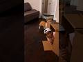 Playing Hide And Seek With My Dog