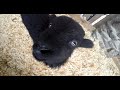 Little Baby Goats Love GoPro