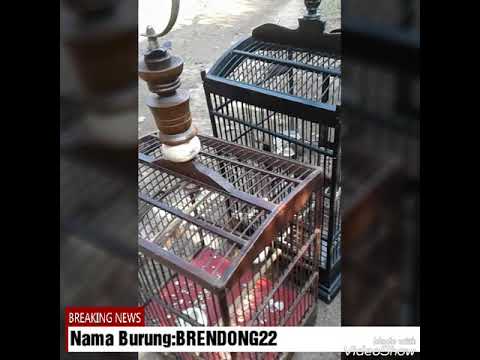 Prenjak ngadu di luar sangkar