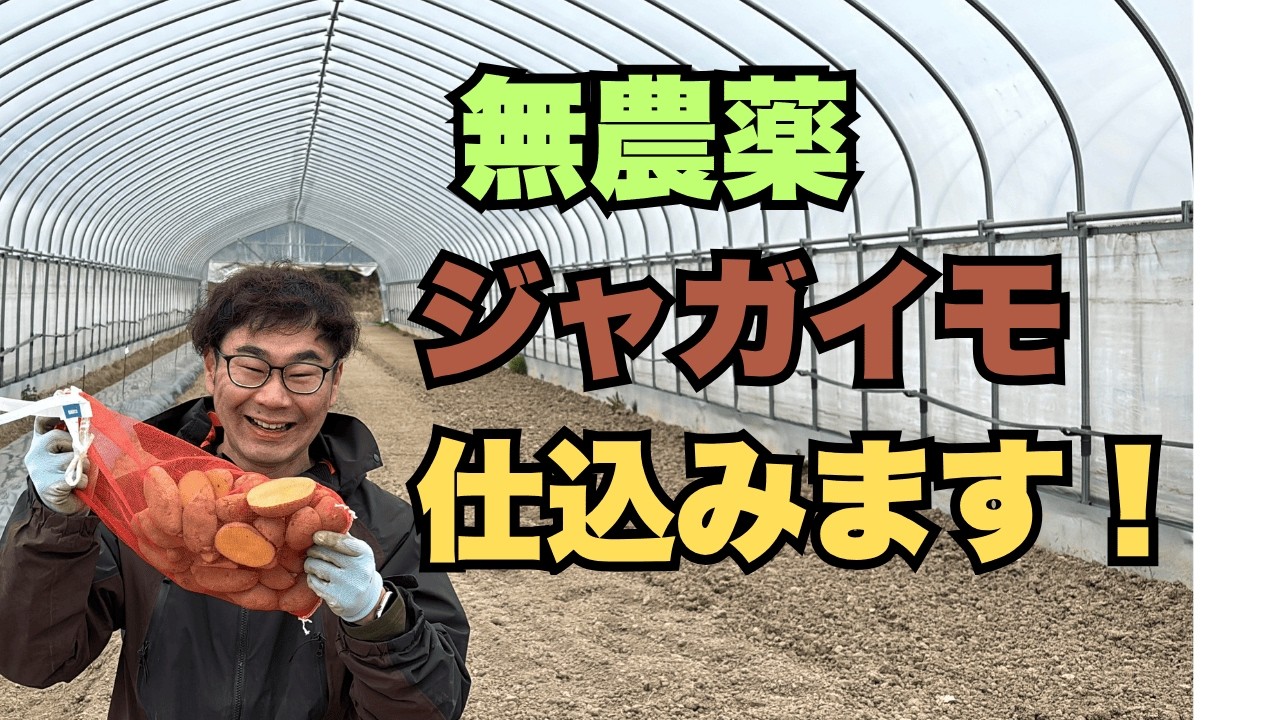 無農薬ジャガイモ植えました！