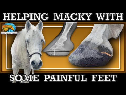 Helping a horse with laminitis