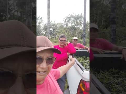 #viral #agro #coari #amazonas