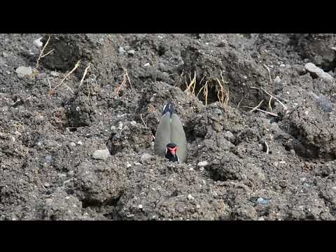Red Wattled Lapwing Nest Scrape