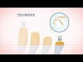 TeloYears Measures Telomere Length